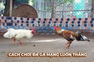 Hướng Dẫn Cách Chơi Đá Gà Sabong Tại 007Win Cực Chuẩn Cho Kê Thủ