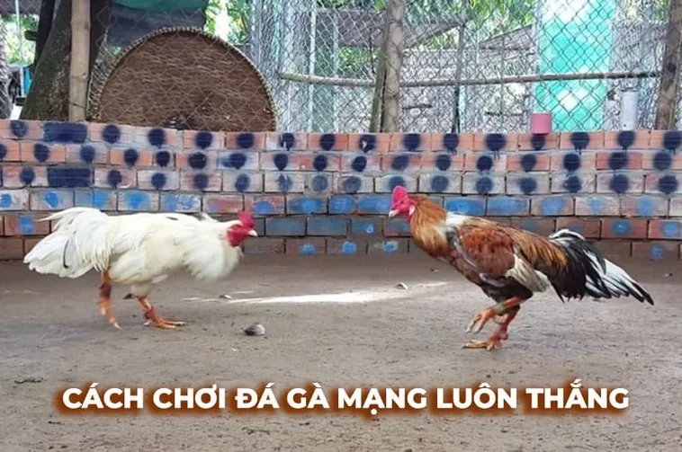 Hướng Dẫn Cách Chơi Đá Gà Sabong Tại 007Win Cực Chuẩn Cho Kê Thủ